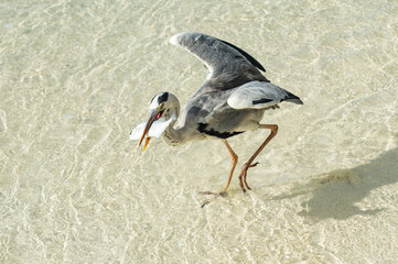 Graureiher mit Fisch