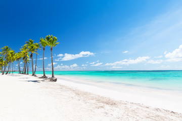 Coconut Palm trees on white sandy beach