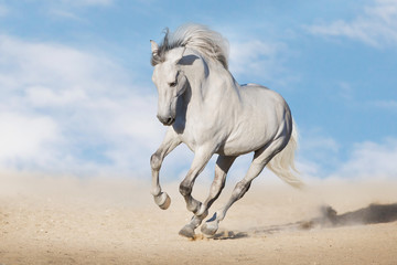 Biały galop koni w pustynnym kurzu na piękne niebo
