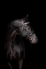 Piękny koń na czarnym tle