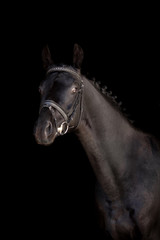 Piękny koń na czarnym tle