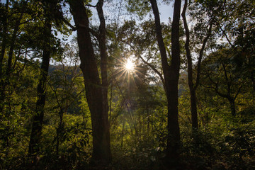 Głębokie słońce w dżungli