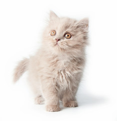 Kotek, brytyjski długowłosy, na białym tle na białym tle.