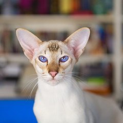 Orientalny krótkowłosy we wnętrzu