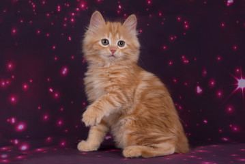 ładny kitty kurilian bobtail na fioletowym tle