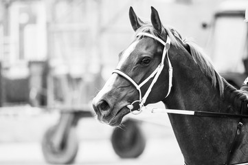 koń wyścigowy na strzał głową toru