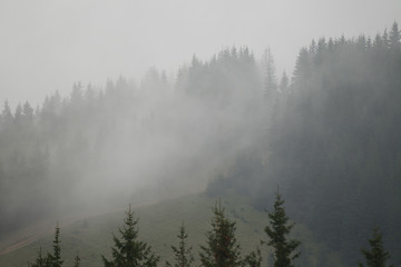 Mglisty las w górach