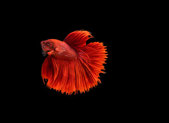 Zamknij się ruch Betta ryb, bojownik syjamski na białym tle na czarnym tle.