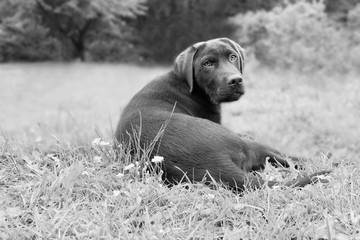 Labrador młody pies