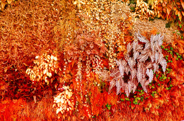 Ściana z roślinami tropikalnymi. Natura zielone tło.