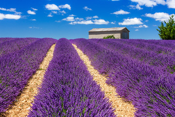 Provence, Francja. Płaskowyż Valensole.