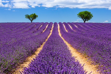 Provence, Francja. Płaskowyż Valensole.