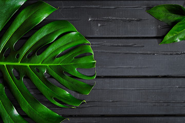 Tropikalni zieleni liście Monstera, na czarnym drewnianym tle, płaski lei, odgórny widok.
