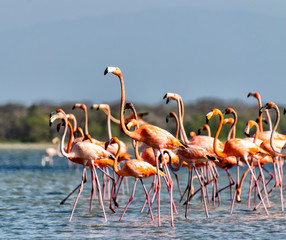 grupa flamingów
