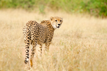 Cheetah Walking w Afryce Południowej Savannah, Park Narodowy Krugera