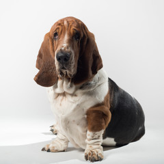 BASSET HOUND HEDGARD