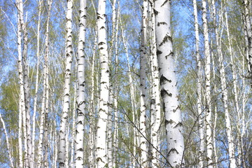 Młoda brzoza z czarno-białą brzozową korą na wiosnę w brzozowym gaju na tle innych brzóz