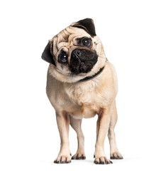 Mops przed białym tłem