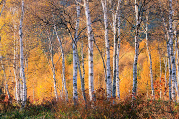 Jesienny płaskowyż