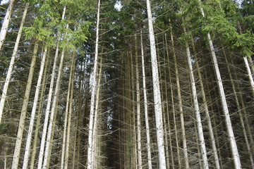 Zbliżenie wielu sosen - może być używany jako tło