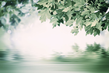 Zielone tło z klonu