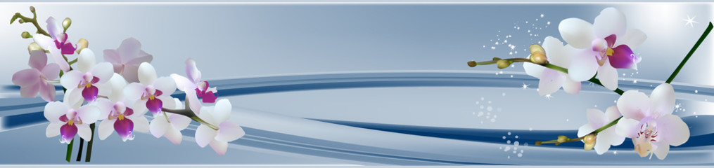 różowa orchidea w niebieskim pasku