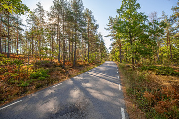 Szwecja Szwecja Las Ulica