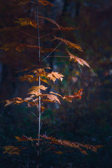 Klon z pomarańczowymi liśćmi pod słonecznymi promieniami w jesień lesie.