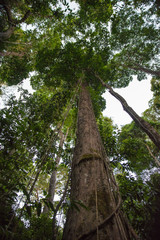 Dziki zielony tropikalny widok dżungli w słoneczny dzień