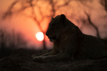 Męski lwa obsiadanie podczas zmierzchu
