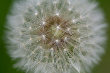 mlecze na zielonym tle