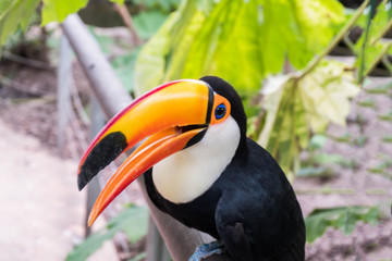 Odosobniony Śmieszny i Śliczny Toco pieprzojad w Naturalnym siedlisku. Ameryka Południowa.