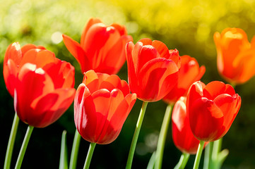 Piękne czerwone tulipany. Podświetlenie i jasny kolor. Zbliżenie pąki