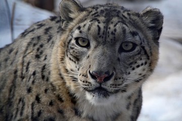 Irbis nie może się doczekać