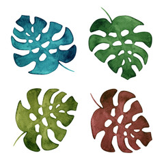 Akwarela tropikalnych liści monstera. Roślina Monstera. Botaniczna ilustracja egzotycznej flory. Pojedyncze obiekty na białym tle