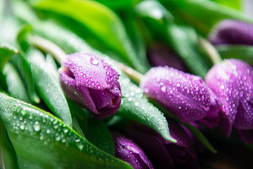 Piękni purpurowi tulipany na ciemnym nieociosanym tle