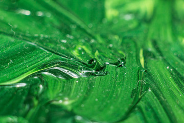 zbliżenie farby olejnej