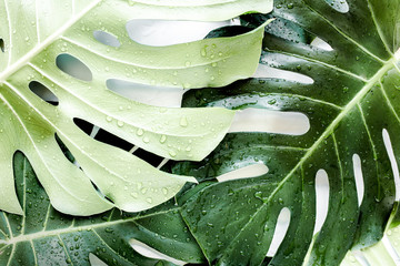 Tekstura tropikalny liść palmy Monstera z kroplami rosy na białym tle. 