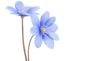 blue flower isolated