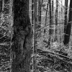 B / W Nature Carolina Mountains
