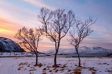 Trzy drzewa w zimowym krajobrazie przed kolorowy zachód słońca, Norwegia Norwegia