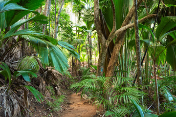 Ścieżka w tropikalnym lesie deszczowym. Las palmowy Vallee De Mai (May Valley), wyspa Praslin, Seszele.