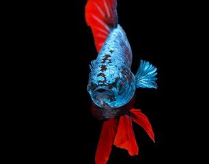 Bojownik syjamski, Betta splendens, niebieska ryba, czarne tło, Halfmoon Betta.