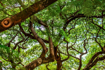 las deszczowy, przygoda z Australią