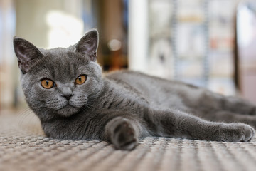 Brytyjski (szkocki) niebieski kotek jest bardzo piękny. Brytyjski kotek wygląda prosto i leży na podłodze. Brytyjski kotek patrzy bardzo uważnie