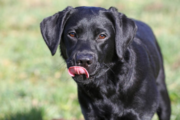 Młody labrador na spacerze