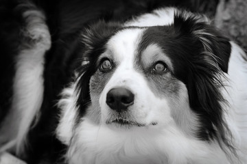 Portret owczarka australijskiego