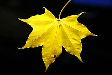 Piękny jesień krajobraz z żółtymi drzewami i słońcem. Kolorowe liście w parku. Spadające liście naturalne tło