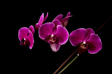 orchidea