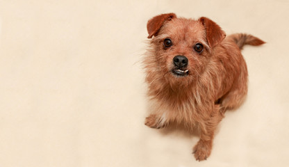 Mały kundel pies patrzy wyczekująco